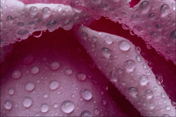753010 Close up Of Pink Petals With Water Drops A4 Photo Print