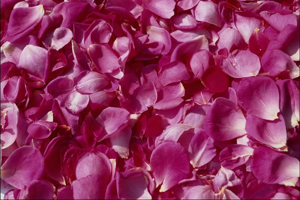 753017 Rose Petals A4 Photo Print