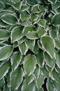 753052 Green And White Spiky Leaves A4 Photo Print