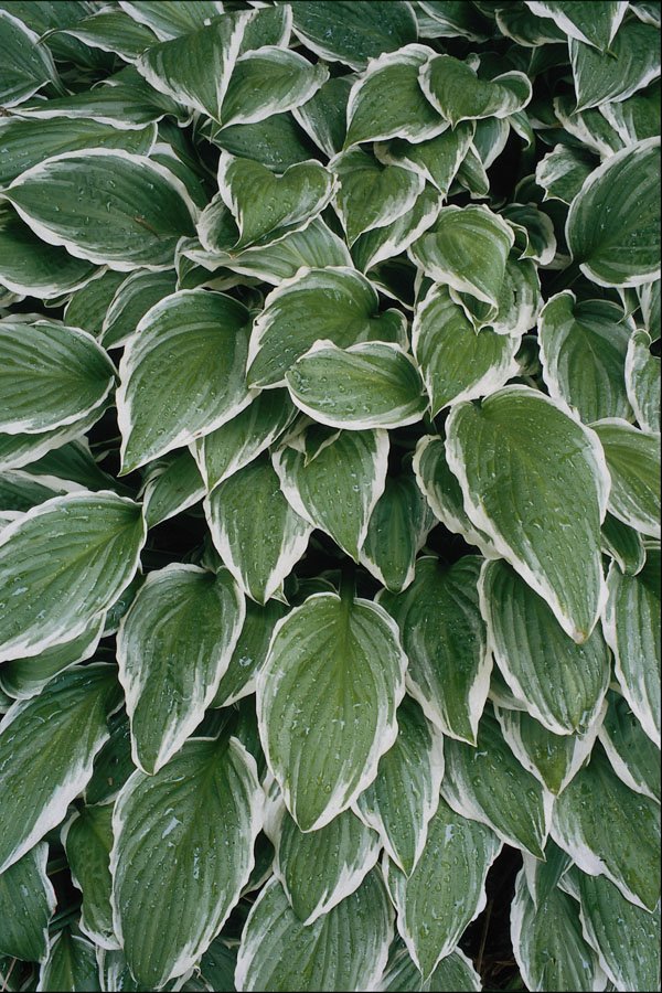 753052 Green And White Spiky Leaves A4 Photo Print