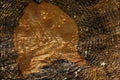 753053 Tree Cross Cut Showing Rings A4 Photo Print