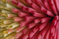 753054 Red Hot Poker, Close up A4 Photo Print