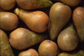 753055 Conference Pears A4 Photo Print