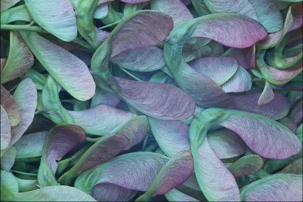 753057 Sycamore Seeds A4 Photo Print
