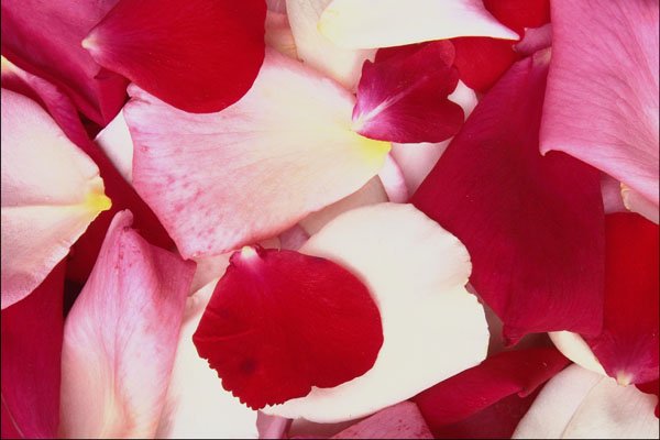753059 Mixed Rose Petals A4 Photo Print