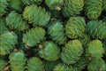 753060 Young Larch Cones A4 Photo Print