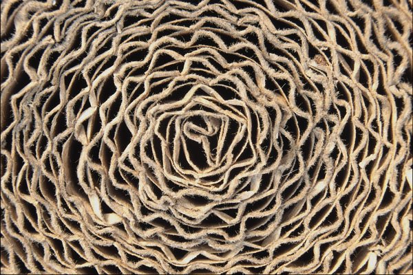 753061 Roll Of Corrugated Paper A4 Photo Print