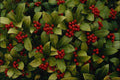753074 Skimmia Japonica A4 Photo Print