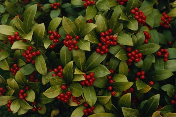 753074 Skimmia Japonica A4 Photo Print