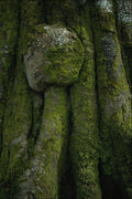 753075 Gnarled Tree Trunk A4 Photo Print