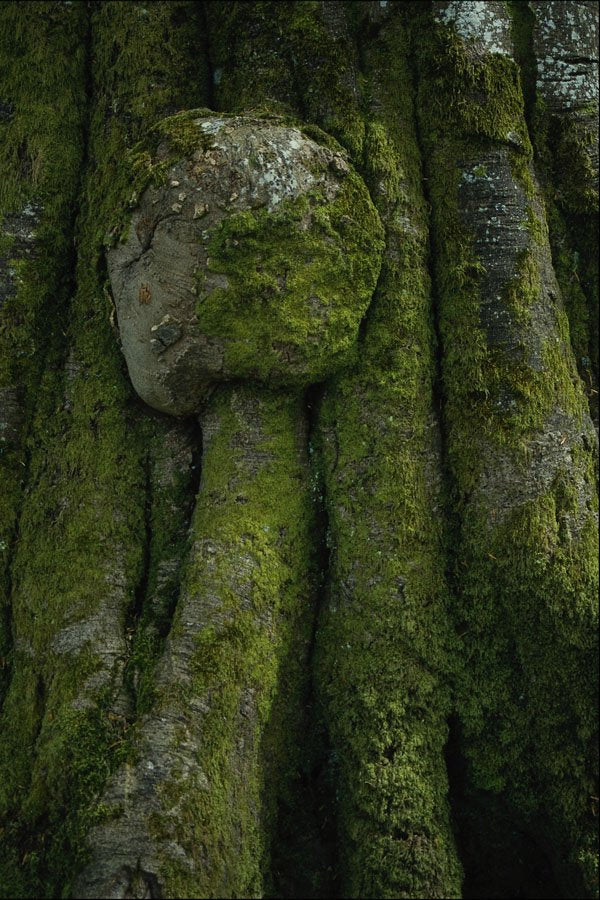 753075 Gnarled Tree Trunk A4 Photo Print
