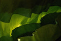 753077 Bird Nest, Ferns A4 Photo Print