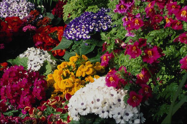 753079 Floral Display In Niagara Parks Greenhouse, Niagara Falls, Ontario, Canada A4 Photo Print