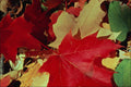 753082 Maple Leaves A4 Photo Print