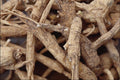753083 Detailed Shot Of Northern Wisconsin Ginseng Root A4 Photo Print