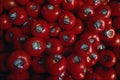 753084 Genetically Engineered Tomatoes, Ready For Sale A4 Photo Print