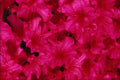753087 Several Red Azaleas A4 Photo Print