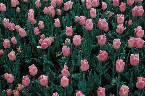 753095 Early Tulips, Pink A4 Photo Print