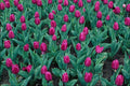 753096 Triumph Tulips, Hot Pink A4 Photo Print