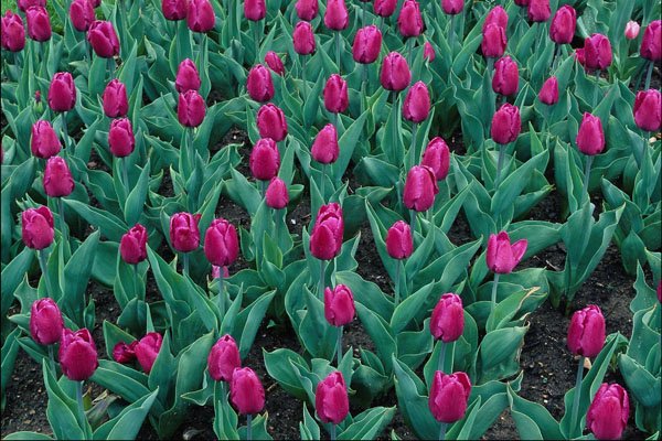 753096 Triumph Tulips, Hot Pink A4 Photo Print