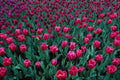 753097 Triumph Tulips A4 Photo Print
