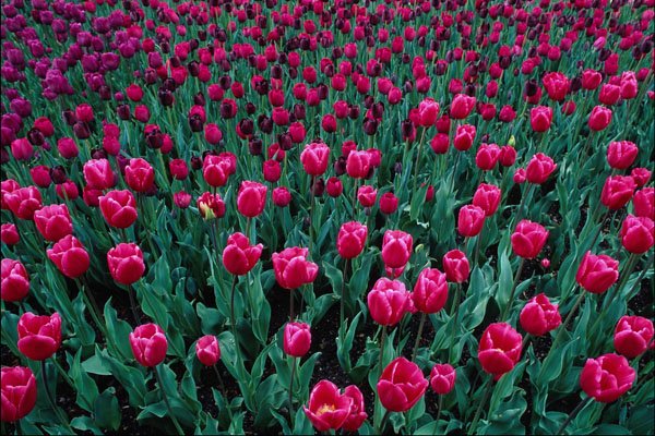 753097 Triumph Tulips A4 Photo Print