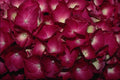 753098 Delphinium A4 Photo Print
