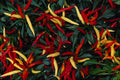 753099 Ornamental Pepper A4 Photo Print