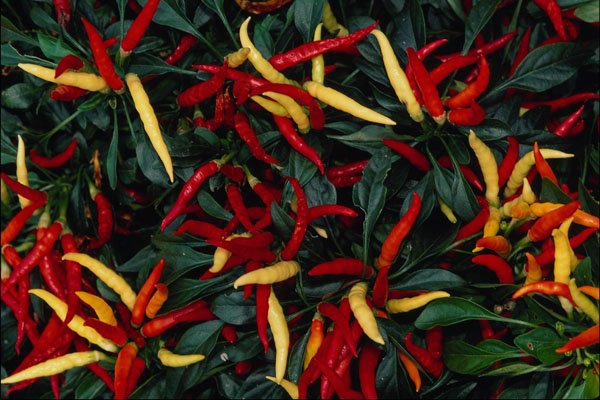 753099 Ornamental Pepper A4 Photo Print