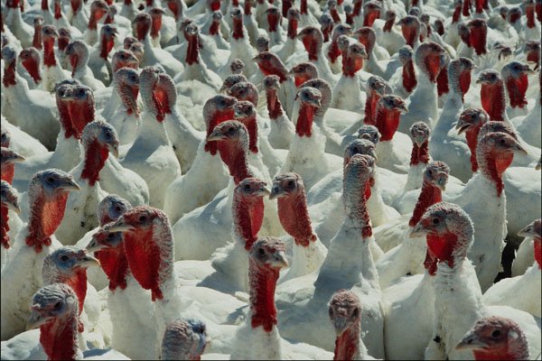 754016 Turkeys In Farm Yard, Quebec, Canada A4 Photo Print