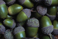 754017 Acorns A4 Photo Print