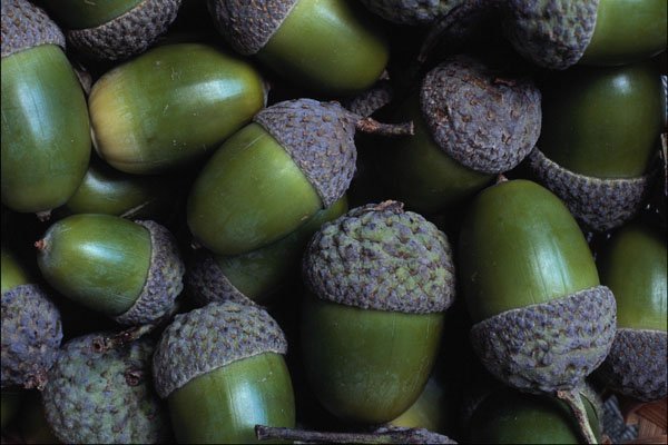 754017 Acorns A4 Photo Print