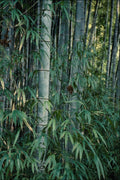 754030 Bamboo Trees, Kumamoto, Japan A4 Photo Print