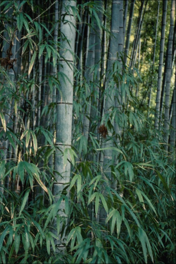 754030 Bamboo Trees, Kumamoto, Japan A4 Photo Print