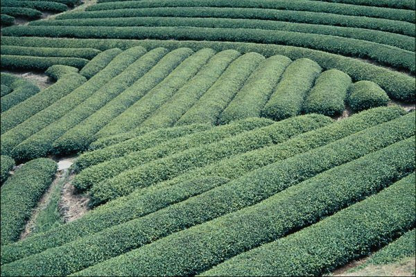 754032 Patterned Tea Fields, Urashino, Japan A4 Photo Print