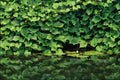 754035 Ivy A4 Photo Print