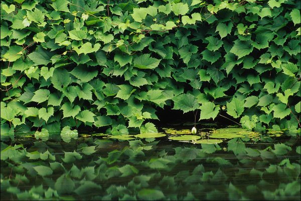754035 Ivy A4 Photo Print