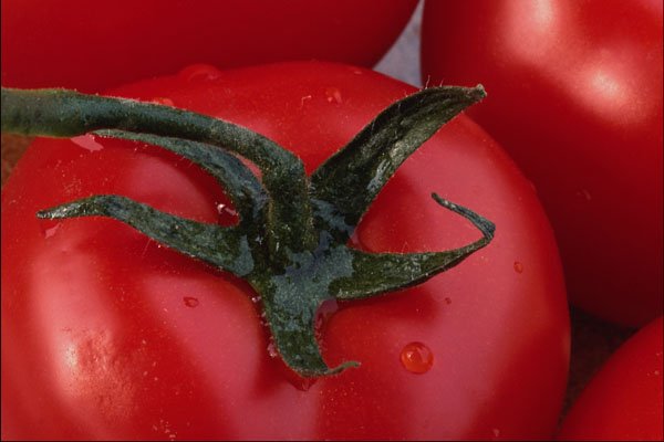 754036 Tomato A4 Photo Print