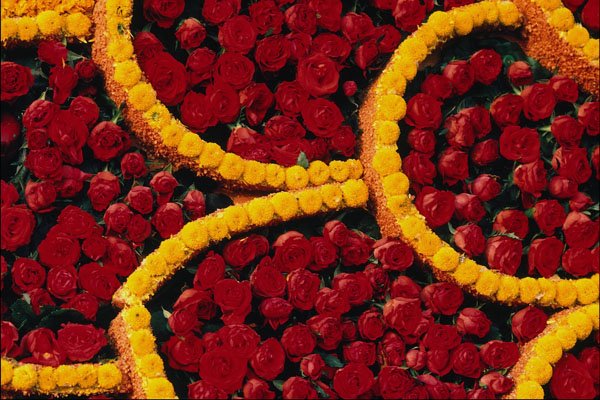 754038 Rounded Drops Of Red Roses And Yellow Flowers A4 Photo Print