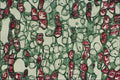 754051 Cambium Cells A4 Photo Print