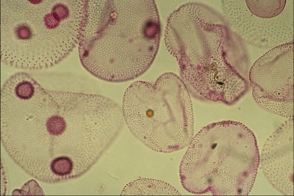 754052 Volvox, Algae A4 Photo Print