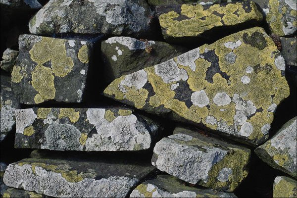 754058 Lichens On Wall A4 Photo Print