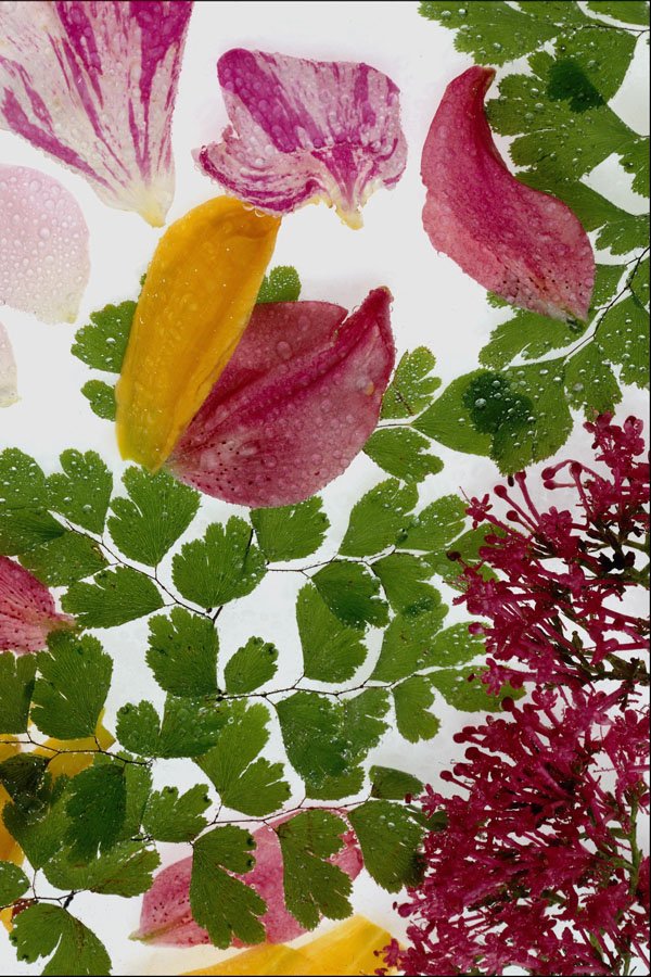 754061 Abstract Flowers A4 Photo Print