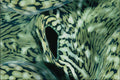 754075 Clams Mantle, Close up A4 Photo Print