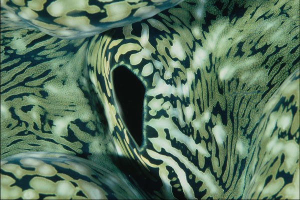754075 Clams Mantle, Close up A4 Photo Print