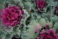 754078 Ornamental Kale, Nagoya, Japan A4 Photo Print