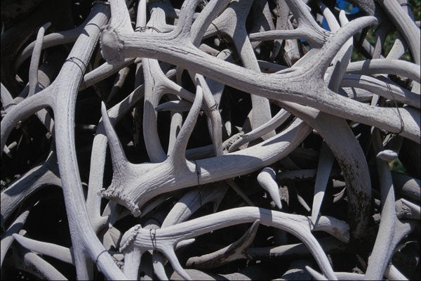 754084 Elk Antlers, Central Square, Jackson, Wyoming, U.S.A. A4 Photo Print