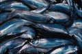 754087 Capelin Fish, Nova Scotia, Canada A4 Photo Print