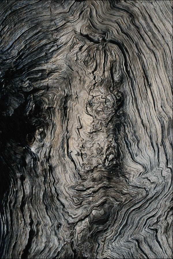 754088 Grain Of An Ironwood Tree, South Africa A4 Photo Print