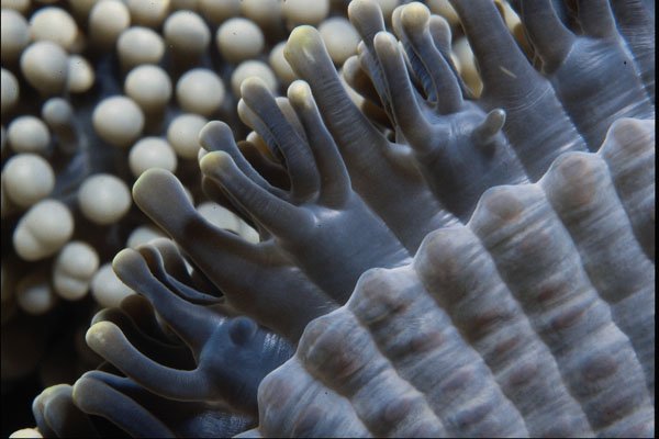754089 Anemone, Sipadan Island, Borneo, Southeast Asia A4 Photo Print